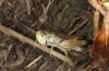 Stenobothrus ursulae: Männchen (N-Italien, Aosta, Pila, Lac de Chamolé, August 2018) [N]