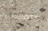 Sphingonotus uvarovi: Weibchen (W-Sardinien, Küste bei Arborea, Ende September 2018) [N]