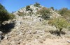 Oedipoda venusta: Habitat where also Chorthippus biroi and Orchamus raulinii occur (Greece, Crete, west of Kallikratis, mid-October 2025) [N]