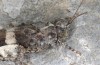 Oedipoda venusta: Female (Greece, Crete, west of Kallikratis, mid-October 2025) [N]