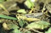 Omocestus viridulus: M�nnchen