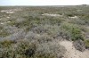 Mioscirtus wagneri: Habitat in the Laguna la Playa (Spain, Ebro depression, mid-September 2021) [N]