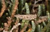 Mioscirtus wagneri: Männchen (Spanien, Ebrotal, Laguna La Playa, Mitte September 2021) [N]