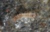 Eilema albicosta: L1 (end of this instar) [S]