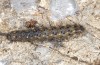 Dysauxes ancilla: Larva (northern Swabian Alb, SW-Germany) [S]