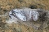 Chelis arragonensis: Puppe (e.l. Spanien, Frias de Albarracin, Raupe Anfang April 2023) [S]