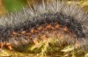 Chelis arragonensis: Larva (e.l. rearing, Spain, Frias de Albarracin, larva in early April 2023) [S]