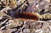 Hyphoraia aulica: Raupe