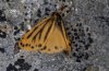 Setina aurita: Falter, Wallis [S]