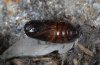 Setina aurita: Weibliche Puppe [S]