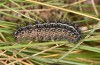 Coscinia benderi: Larva (breeding with material from the Algarve, 2019) [S]