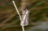 Coscinia benderi: Male (breeding with material from the Algarve, 2019) [S]