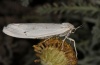 Coscinia bifasciata: Weibchen (e.l. Sardinien 2012) [S]