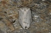 Coscinia bifasciata: Weibchen (e.l. Sardinien 2012) [S]