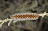 Ocnogyna boeticum: Larva (Spain, Zaragoza, Los Monegros, late May 2018) [N]