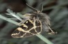 Ocnogyna boeticum: Male (e.l. rearing, Spain, Zaragoza, Los Monegros, larva in late May 2018)  [S]