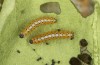 Arctia caja: L1-larva (Memmingen, August 2014) [S]