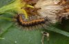 Arctia caja: Young larva in the autumn (eastern Swabian Alb, Southern Germany) [M]