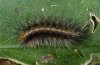 Arctia caja: Young larva prior to hibernation (eastern Swabian Alb, Southern Germany) [M]