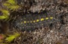 Eilema cereola: Half-grown larva (Austria, Tyrol, Gaichtspitze, early May 2014) [S]