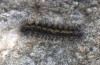 Chelis cervini: Two-third grown larva (e.l.-rearing, F1-breeding,  Switzerland, Valais, Augstbord region, larvae in early June 2007) [S]