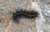 Chelis cervini: Larva (e.l.-rearing, F1-breeding,  Switzerland, Valais, Augstbord region, larvae in early June 2007) [S]