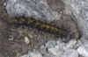 Chelis cervini: Larva (Switzerland, Valais, Augstbord region, early June 2007) [N]