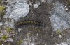 Chelis cervini: Larva (Switzerland, Valais, Augstbord region, early June 2007) [N]