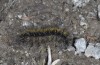 Chelis cervini: Larva (Switzerland, Valais, Augstbord region, early June 2007) [N]