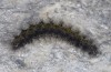 Chelis cervini: Larva (Switzerland, Valais, Augstbord region, early June 2007) [S]