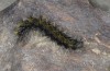 Chelis cervini: Larva (Switzerland, Valais, Augstbord region, early June 2007) [S]