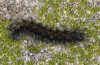 Chelis cervini: Larva (Switzerland, Valais, Augstbord region, early June 2007) [M]