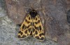 Chelis cervini: Male (e.l. Switzerland, Valais, Augstbord region, larvae in early June 2007) [S]