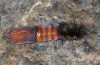 Chelis cervini: Pupa (e.l.-rearing, F1-breeding,  Switzerland, Valais, Augstbord region, larvae in early June 2007) [S]