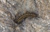 Chelis cervini: Young larva (e.l.-rearing, F1-breeding,  Switzerland, Valais, Augstbord region, larvae in early June 2007) [S]