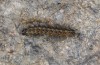 Chelis cervini: Young larva (e.l.-rearing, F1-breeding,  Switzerland, Valais, Augstbord region, larvae in early June 2007) [S]