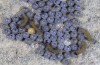 Chelis cervini: Eggs that start hatching under a stone (e.l. Switzerland, Valais, Augstbord region, larvae in early June 2007) [S]
