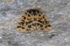 Chelis cervini: Female (e.l. Switzerland, Valais, Augstbord region, larvae in early June 2007) [S]