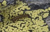 Chelis cervini: Young larva (e.l.-rearing, F1-breeding,  Switzerland, Valais, Augstbord region, larvae in early June 2007) [S]