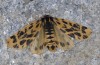 Chelis cervini: Female (e.l. Switzerland, Valais, Augstbord region, larvae in early June 2007) [S]