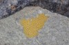 Chelis cervini: Eggs under a stone (e.l. Switzerland, Valais, Augstbord region, larvae in early June 2007) [S]