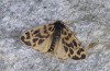 Chelis cervini: Male (e.l. Switzerland, Valais, Augstbord region, larvae in early June 2007) [S]