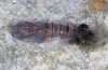 Chelis cervini: Pupa (e.l. rearing, Switzerland, Valais, Augstbord region, larvae in early June 2007) [S]