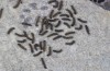 Chelis cervini: Larvae L1 (e.l.-rearing, F1-breeding,  Switzerland, Valais, Augstbord region, larvae in early June 2007) [S]