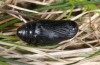 Coscinia chrysocephala: Male pupa (e.l. rearing, S-Spain, Malaga, Nerja, larva in late March 2015) [S]