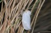 Coscinia chrysocephala: Male (e.l. rearing, S-Spain, Malaga, Nerja, larva in late March 2015) [S]