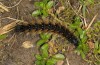 Ocnogyna clathrata: Larva (e.l. rearing, Cyprus, Akrotiri, larva in late February 2017) [S]