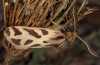 Ocnogyna clathrata: Männchen (e.l. Zypern, Paphos, Larve Mitte April 2017) [S]