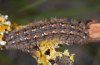 Eilema complana: Larva [S]