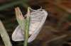 Coscinia cribraria: Female (e.l. Provence, France) [S]